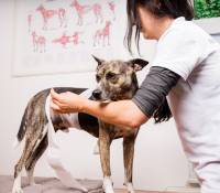 K&ouml;rperband nach Tellington Touch bei Tiertherapie Dresden- mobile Hundephysiotherapie und Tierheilpraxis